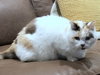 MILO - Offered by Owner - Senior Female