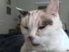 MILO - Offered by Owner - Senior Female