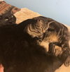 COCOA and ABBY  - Bonded pair
