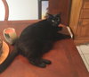 COCOA and ABBY  - Bonded pair