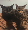 COCOA and ABBY  - Bonded pair