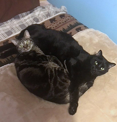 COCOA and ABBY  - Bonded pair