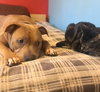 COCOA and ABBY  - Bonded pair