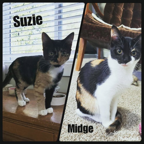 MIDGE and SUSIE - Bonded teen sisters!