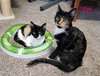 MIDGE and SUSIE - Bonded teen sisters!
