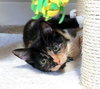 MIDGE and SUSIE - Bonded teen sisters!