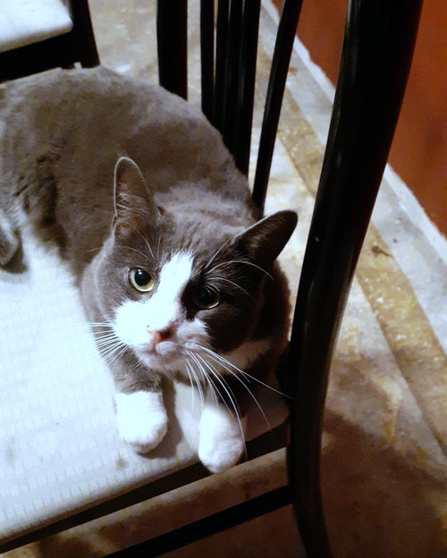 LUCY - Offered by Owner - Young adult