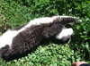 LUCY - Offered by Owner - Young adult