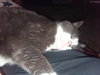 LUCY - Offered by Owner - Young adult