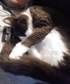 LUCY - Offered by Owner - Young adult