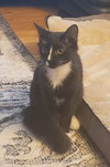 CHESHIRE -  Teen kitten