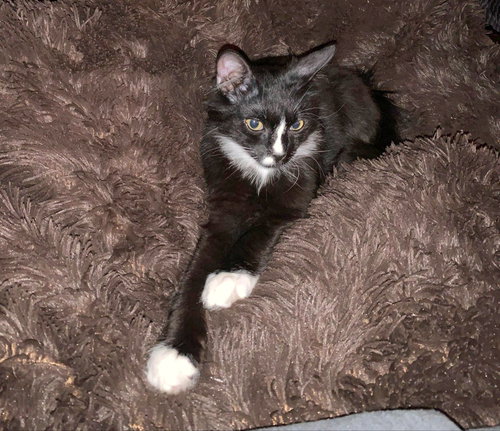 CHESHIRE -  Teen kitten