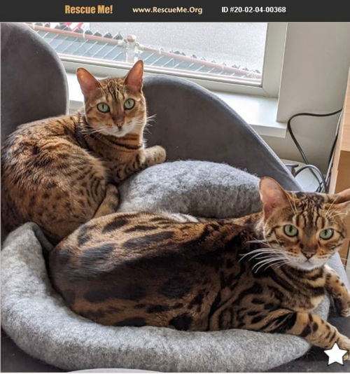 LILY CAT and GARAK - Offered by Owner Bengal pair