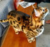 LILY CAT and GARAK - Offered by Owner Bengal pair