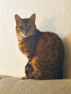 LILY CAT and GARAK - Offered by Owner Bengal pair