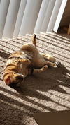 LILY CAT and GARAK - Offered by Owner Bengal pair
