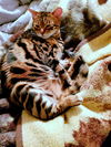 LILY CAT and GARAK - Offered by Owner Bengal pair