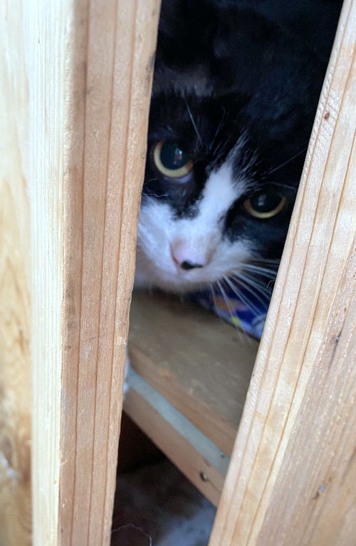 TOMMY - Offered by Owner Tripod Adult