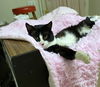 TOMMY - Offered by Owner Tripod Adult