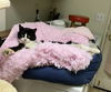 TOMMY - Offered by Owner Tripod Adult