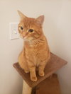 SUNNY  - 12 mo. male