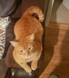 SUNNY  - 12 mo. male
