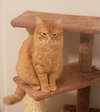 SUNNY  - 12 mo. male