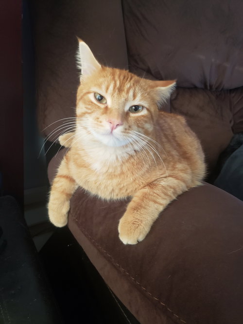 SUNNY  - 12 mo. male