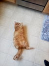 SUNNY  - 12 mo. male