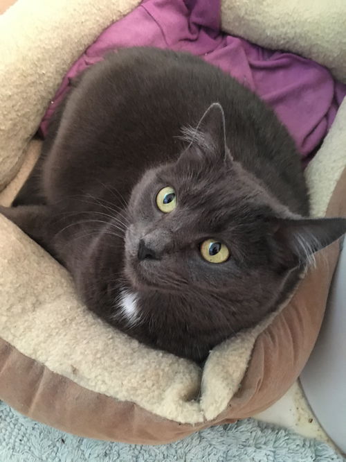 HOLLY - Offered by Owner