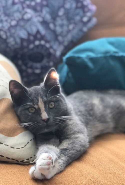 OLIVE - Offered by Owner - Young Adult