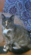 OLIVE - Offered by Owner - Young Adult