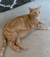 JESSIE - Offered by Owner - Young female