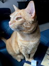 JESSIE - Offered by Owner - Young female