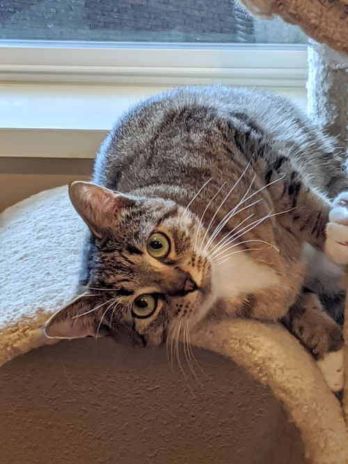 BETU - Offered by Owner - Young Female