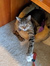 BETU - Offered by Owner - Young Female