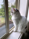 LEXIE - Offered by Owner