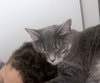 PRINCESS - Offered by Owner