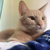 MR PEANUT - Offred by Owner - Young adult