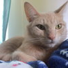MR PEANUT - Offred by Owner - Young adult