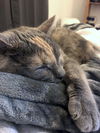 LILY - Offered by Owner - Young female