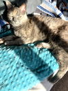 LILY - Offered by Owner - Young female