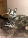LILY - Offered by Owner - Young female