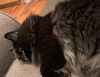 ALICE - Offererd by Owner