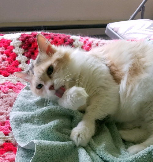 MOLLY - Offered by Owner - Pretty Senior