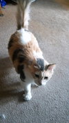 MOLLY - Offered by Owner - Pretty Senior