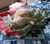 MOLLY - Offered by Owner - Pretty Senior