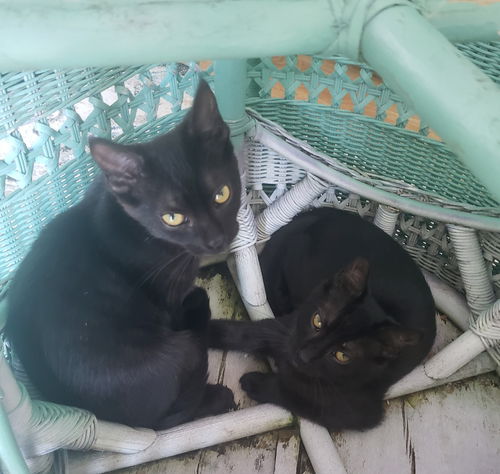 Lil BIT and TROOP - Playful siblings