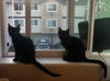 Lil BIT and TROOP - Playful siblings