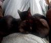 Lil BIT and TROOP - Playful siblings